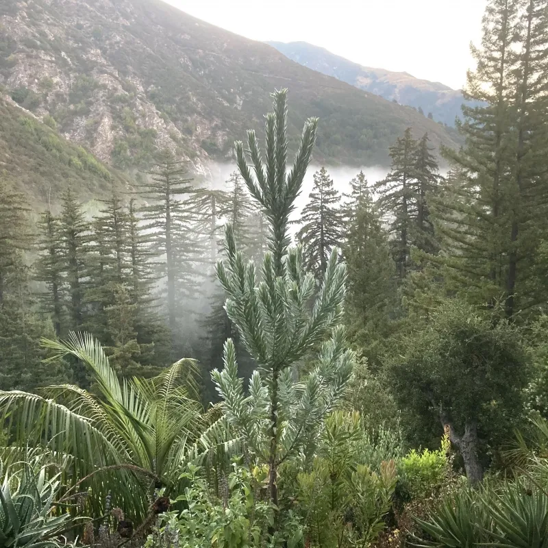 Leucadendron argenteum, foto 5