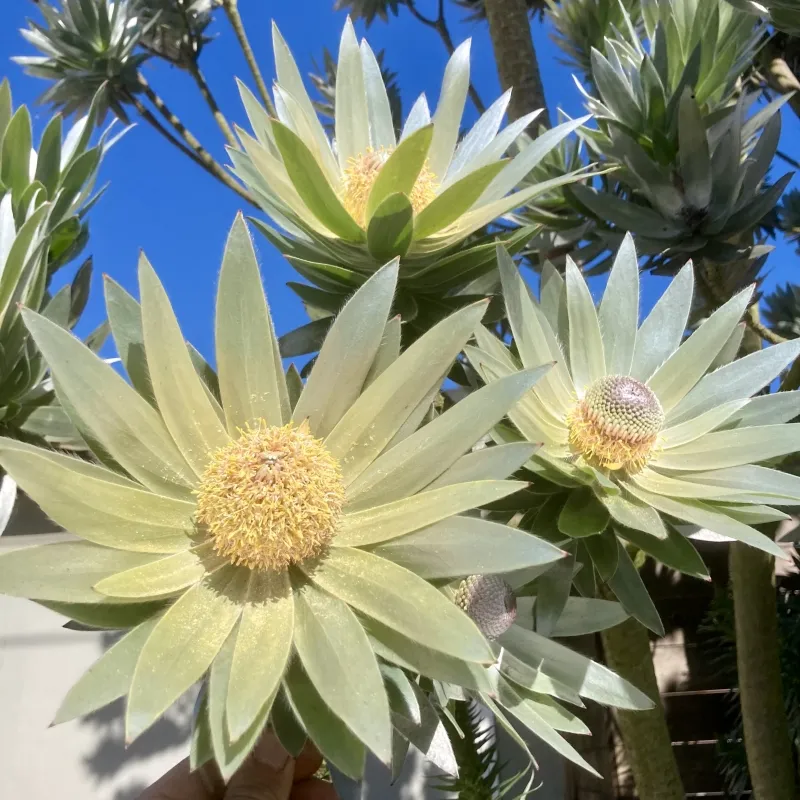 Leucadendron argenteum, foto 6