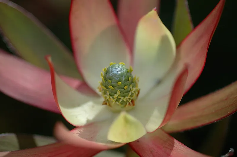 Leucadendron ‘Blush’