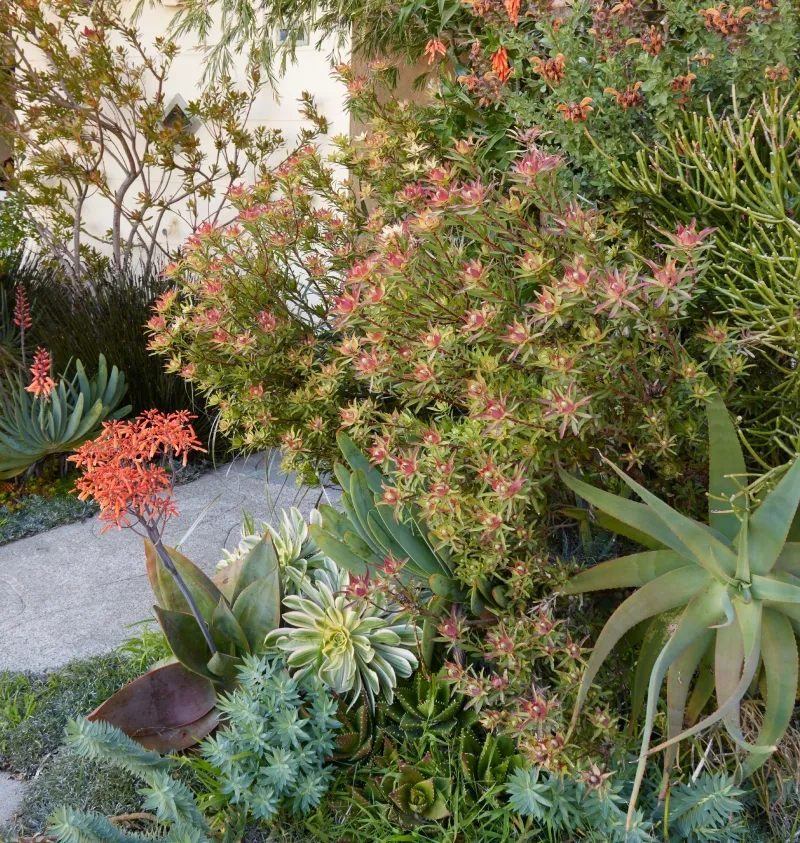 Leucadendron ‘Blush’, foto 2
