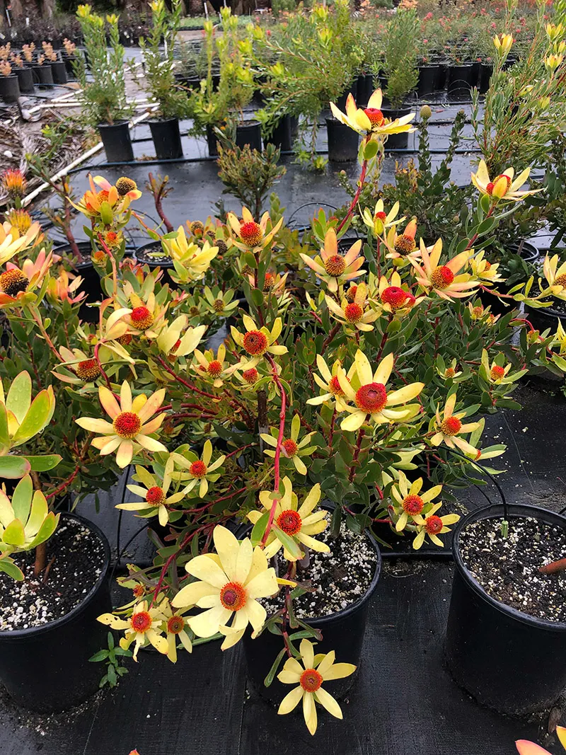 Leucadendron discolor, foto 2