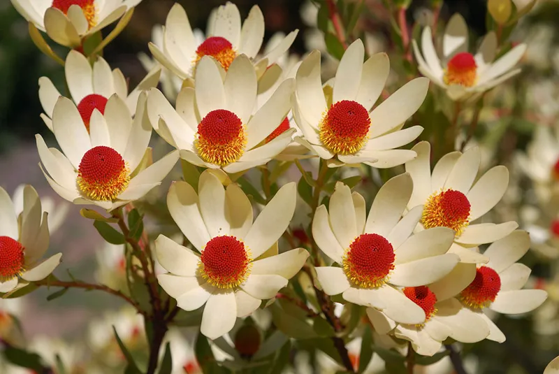 Leucadendron discolor ‘Pom Pom’