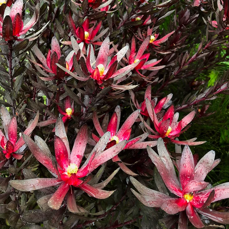 Leucadendron ‘Ebony’, foto 2