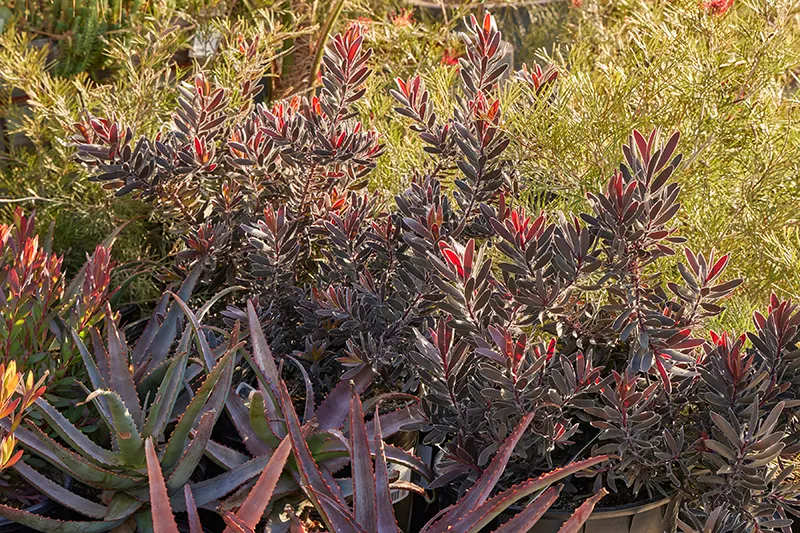 Leucadendron ‘Ebony’, foto 3