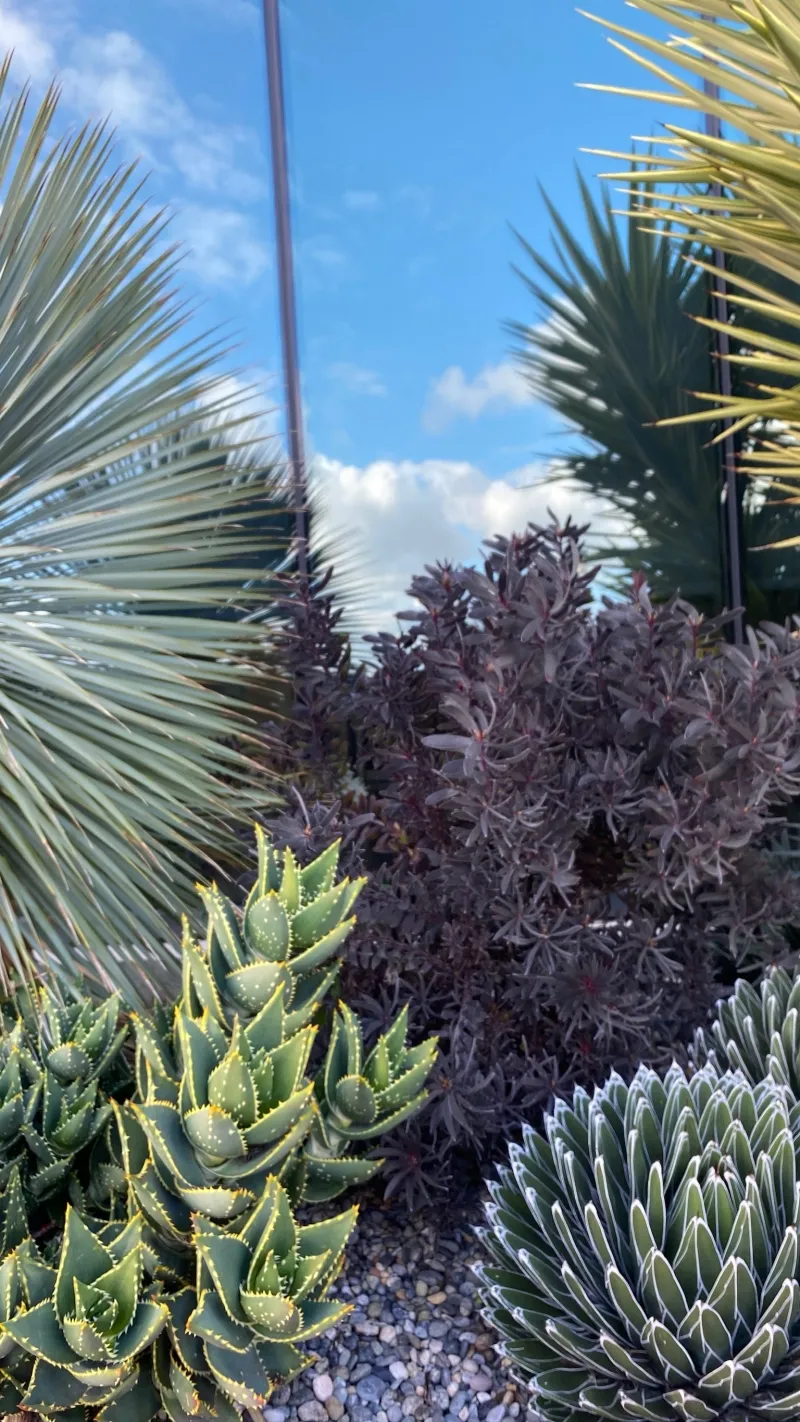 Leucadendron ‘Ebony’, foto 5