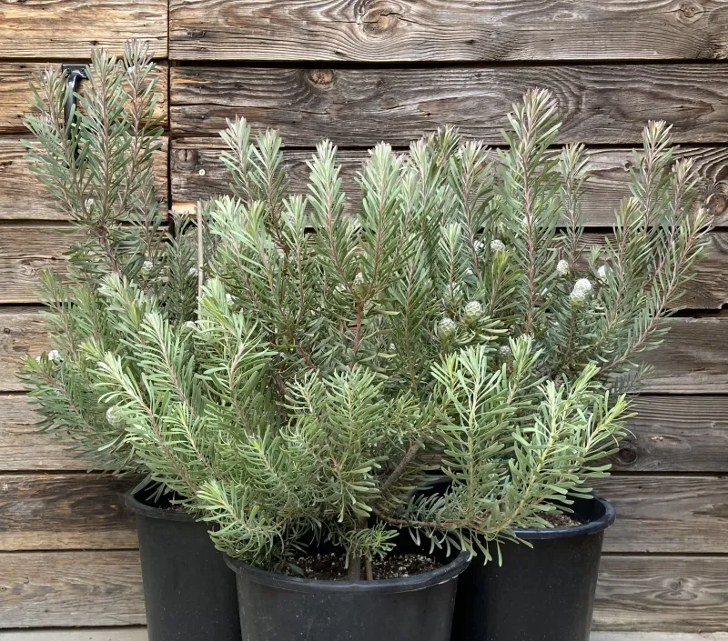 Leucadendron galpinii, foto 2