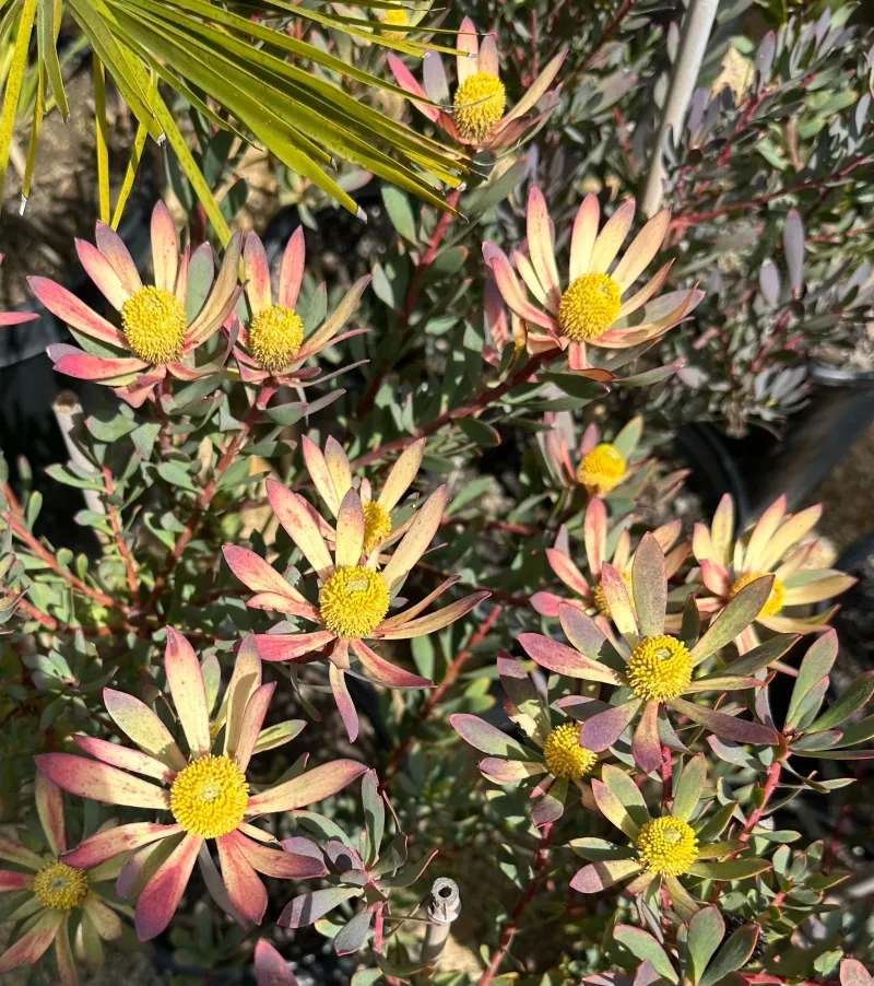 Leucadendron ‘Hawaii Magic’