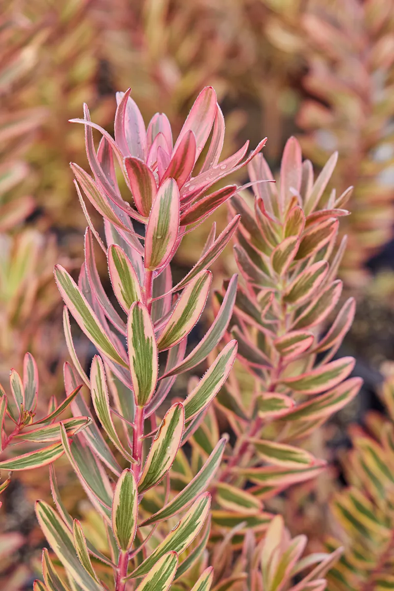 Leucadendron ‘Jester’, foto 2