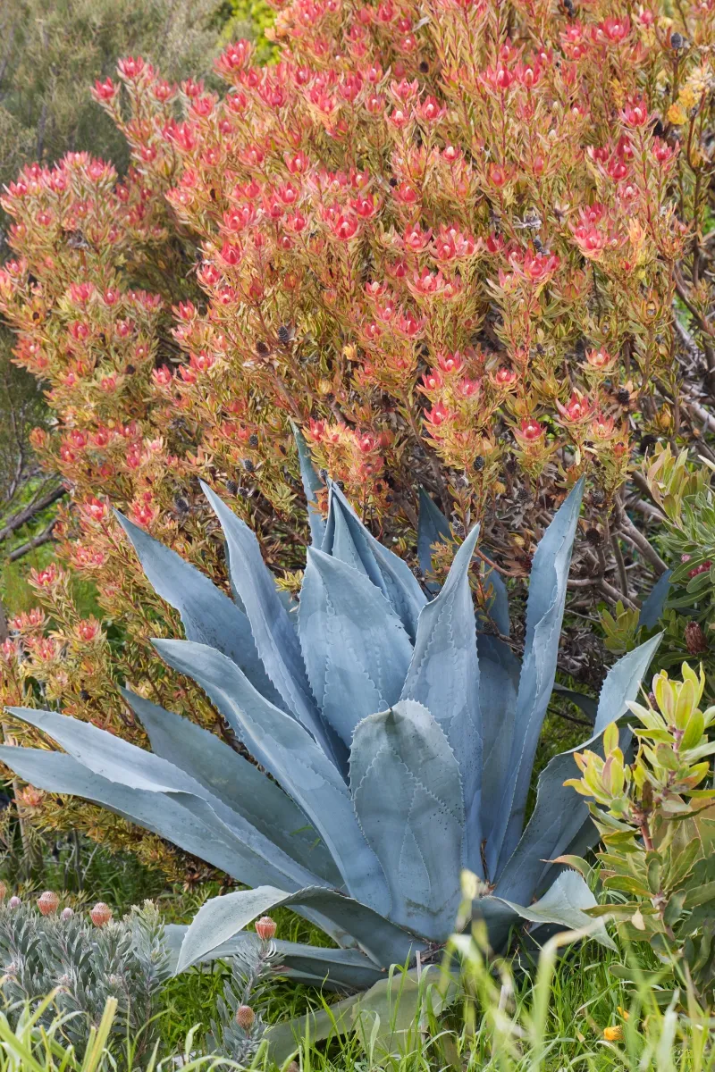 Leucadendron ‘Jester’, foto 5