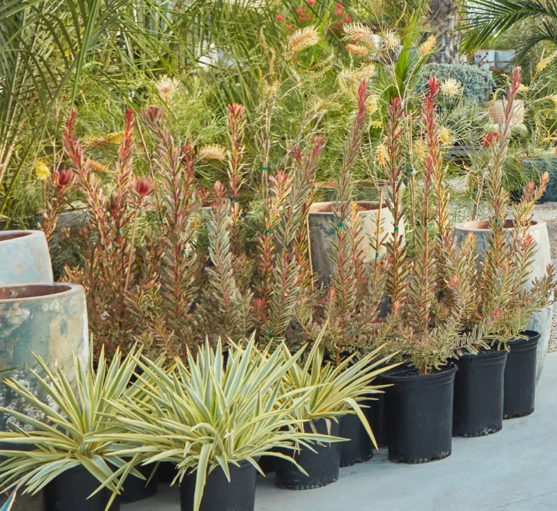 Leucadendron ‘Jester’, foto 6