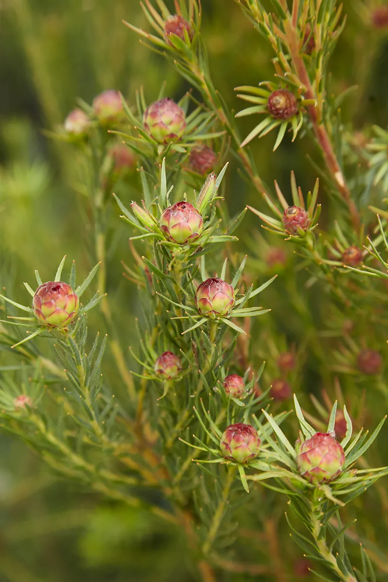 Leucadendron ‘Jubilee Crown’