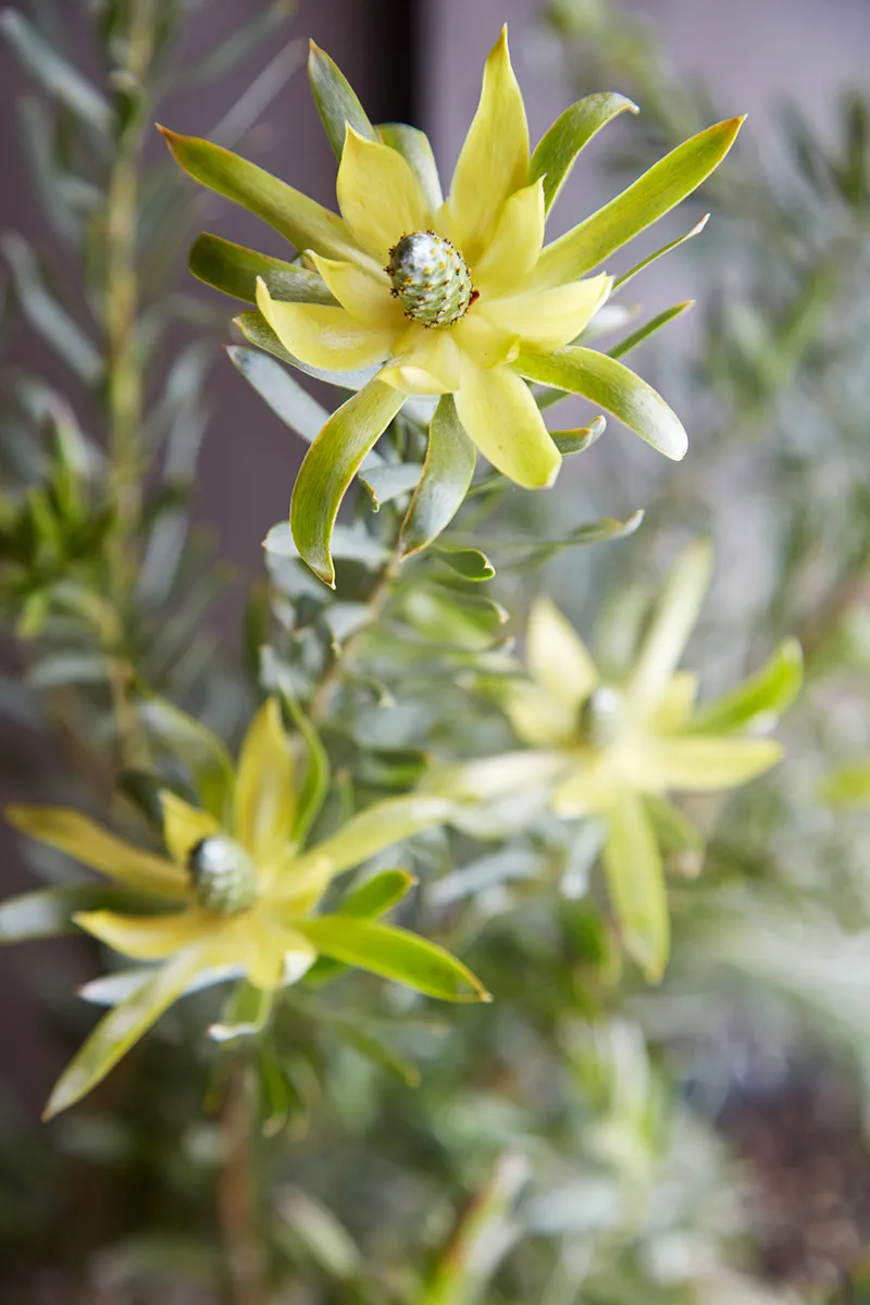 Leucadendron ‘Pisa’