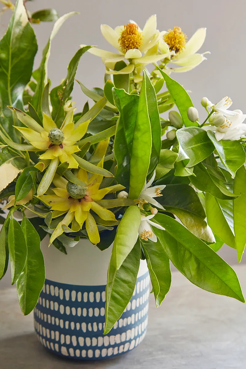 Leucadendron ‘Pisa’, foto 2