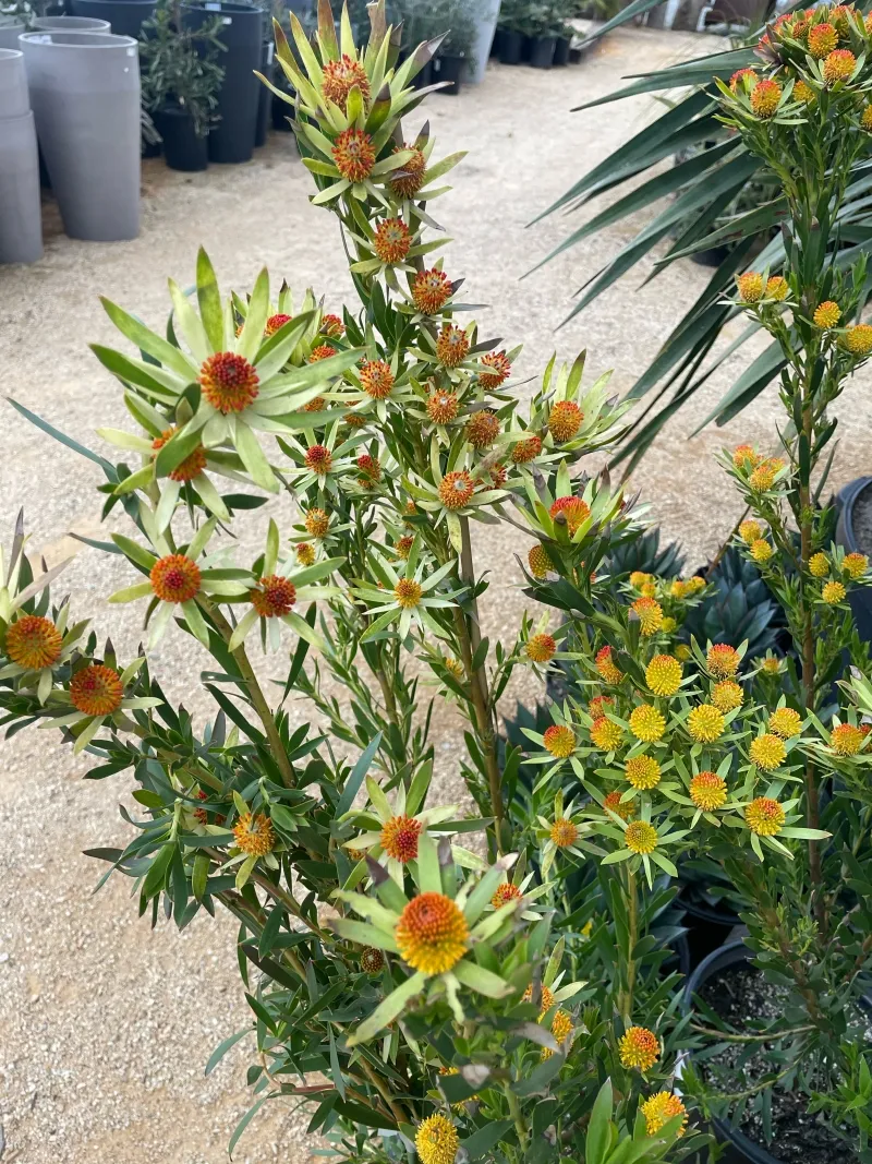 Leucadendron ‘Red Eye’