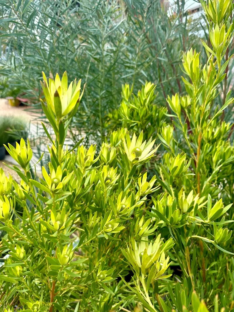 Leucadendron ‘Red Eye’, foto 2