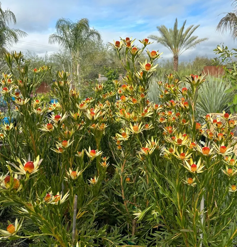 Leucadendron ‘Red Eye’, foto 3