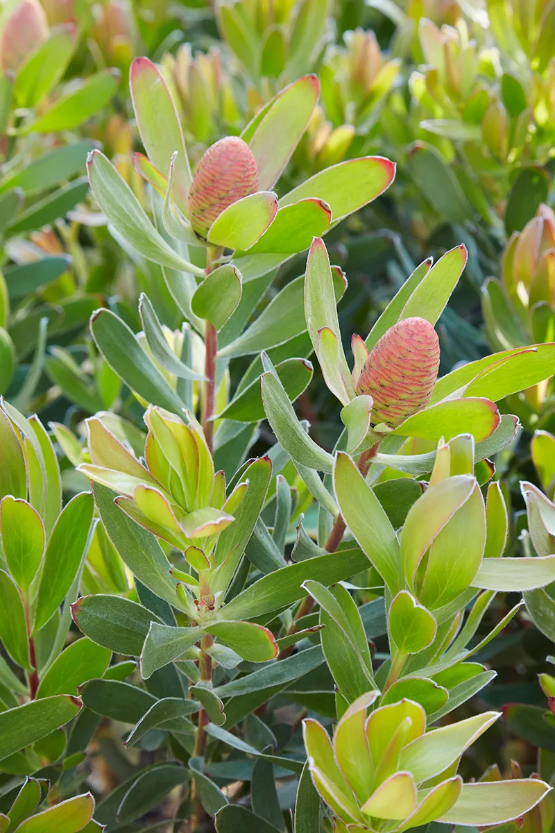Leucadendron ‘Safari Goldstrike’