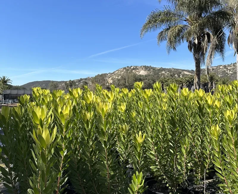 Leucadendron ‘Safari Goldstrike’, foto 2