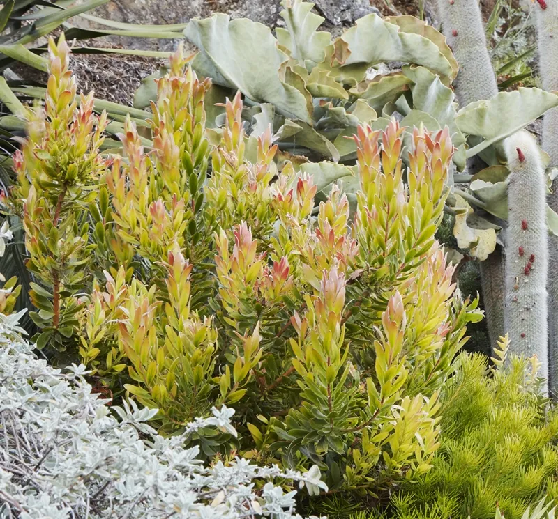 Leucadendron ‘Safari Goldstrike’, foto 3