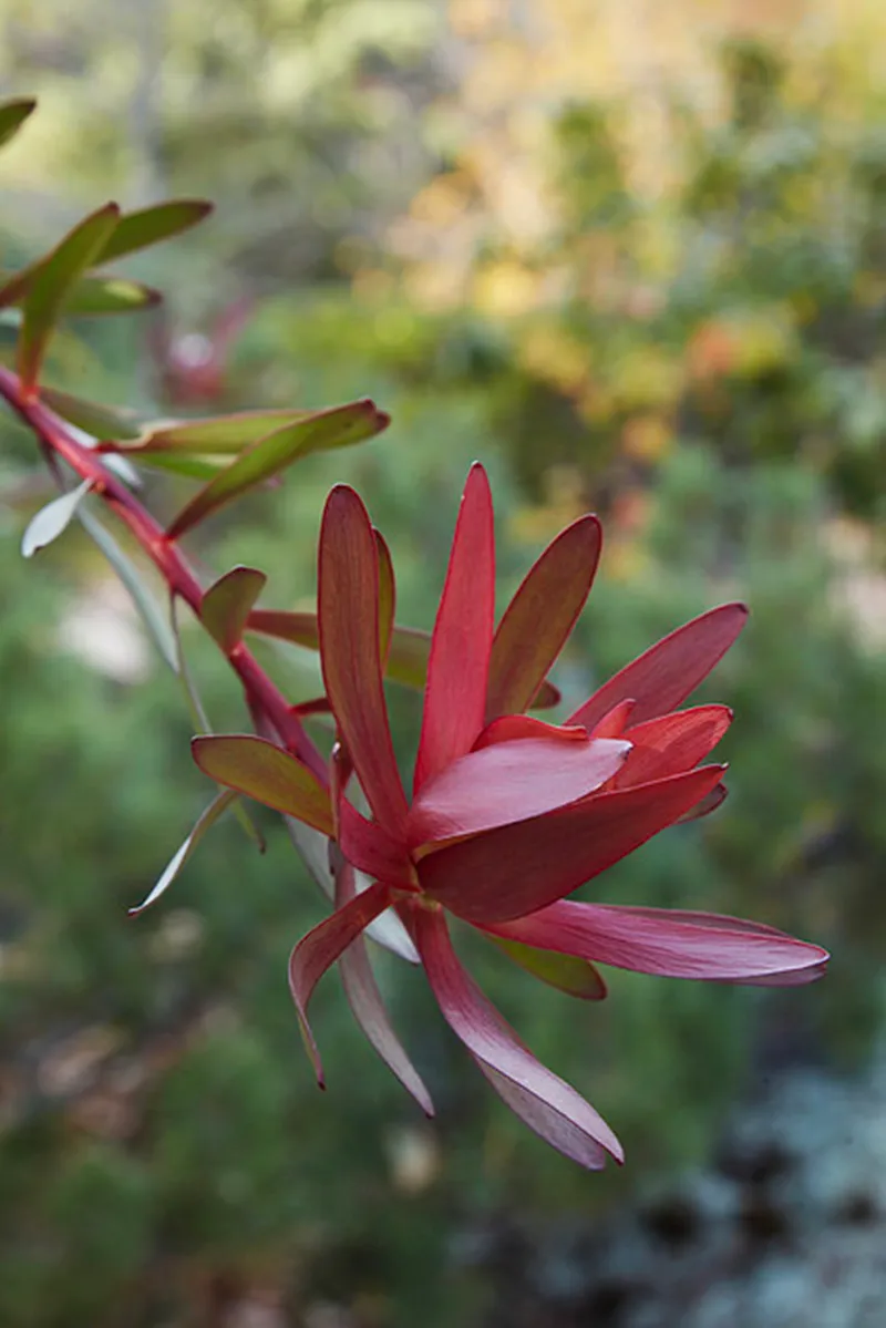 Leucadendron ‘Safari Sunset’, foto 2