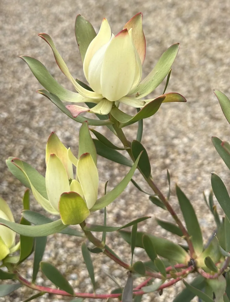 Leucadendron salignum x laureolum ‘Maui Sunset’