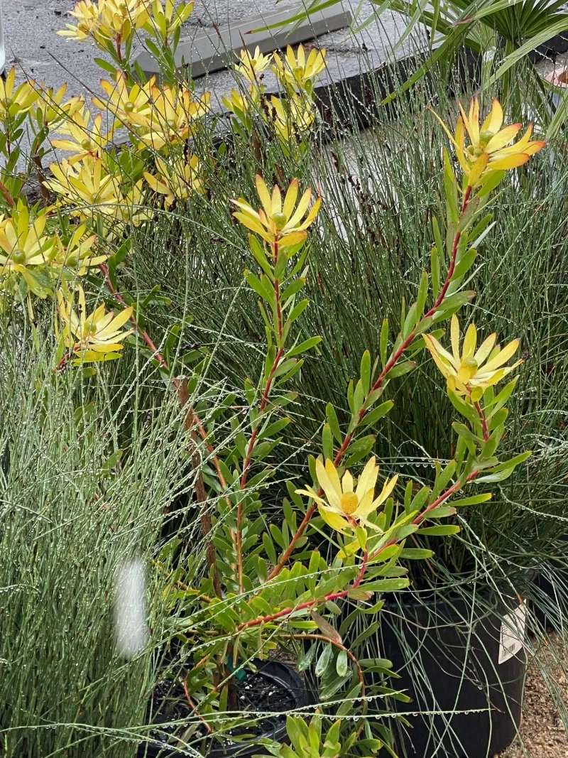 Leucadendron ‘Wilson’s Wonder’
