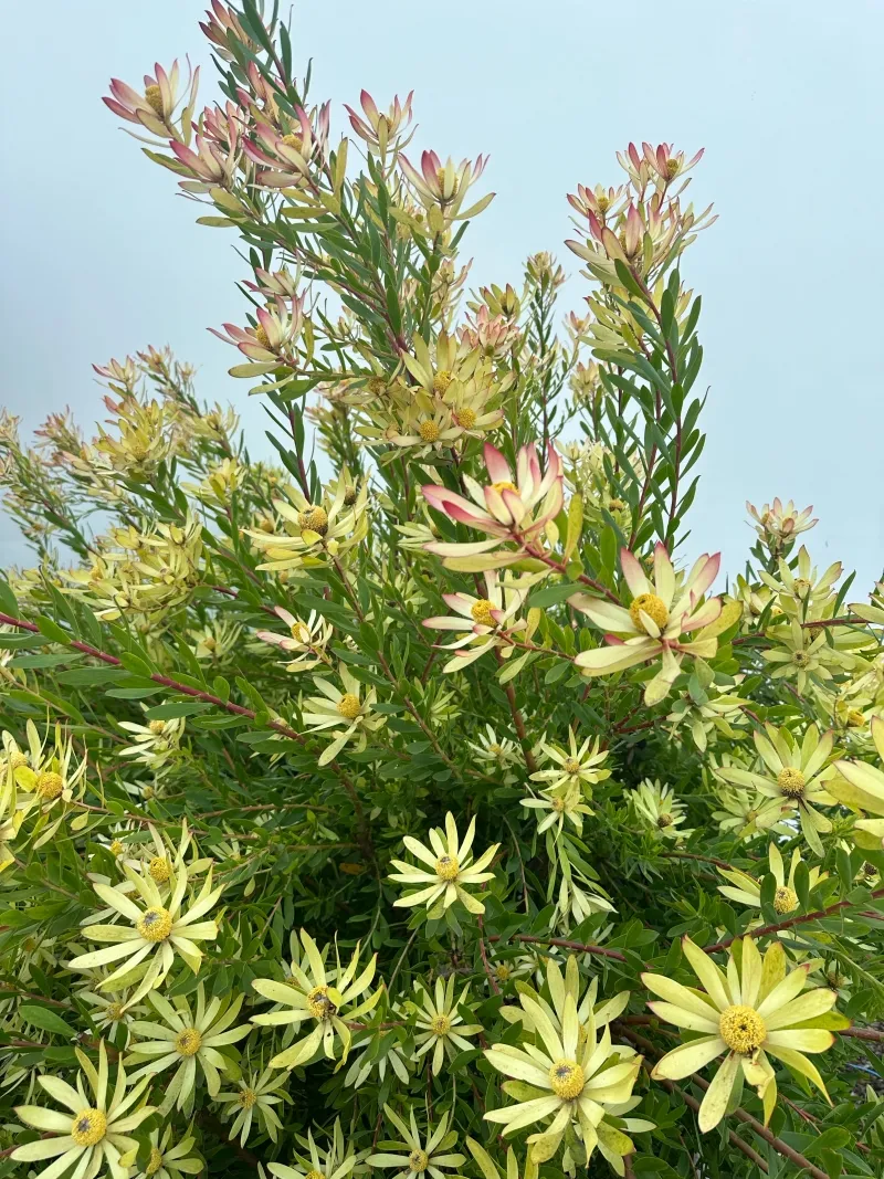 Leucadendron ‘Wilson’s Wonder’, photo 2