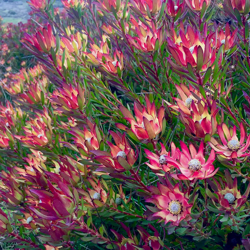 Leucadendron ‘Winter Red’