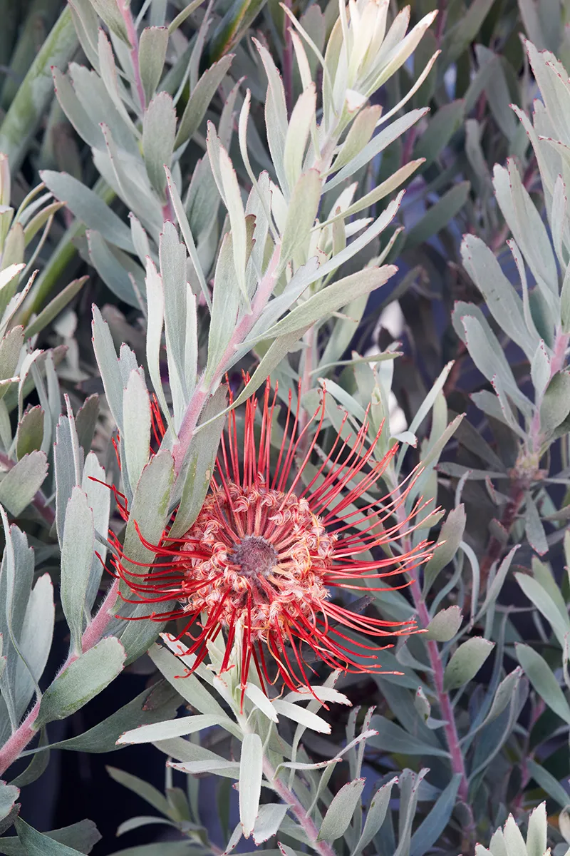 Leucospermum ‘Blanche Ito’