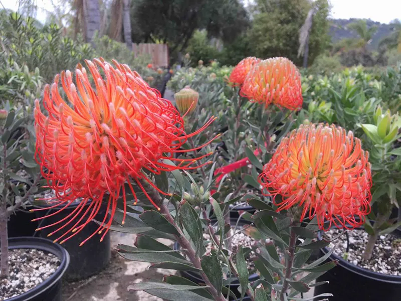 Leucospermum ‘Blanche Ito’, foto 2
