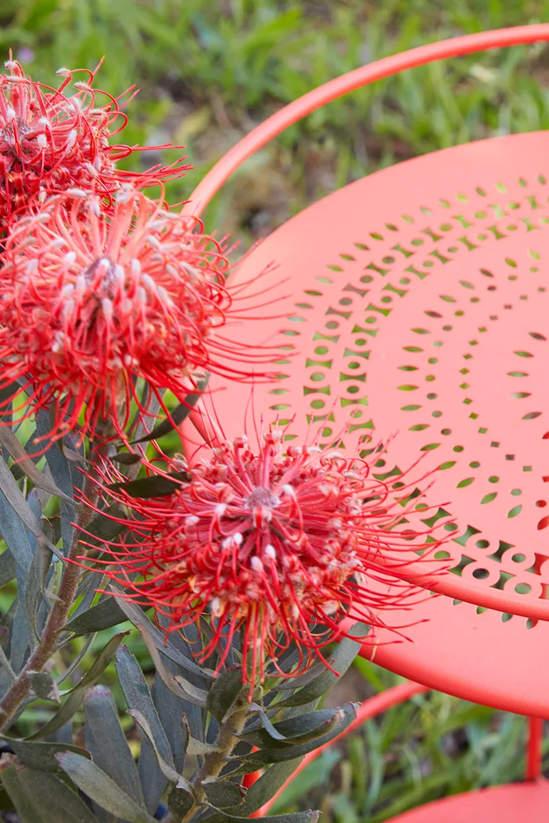 Leucospermum ‘Blanche Ito’, foto 3