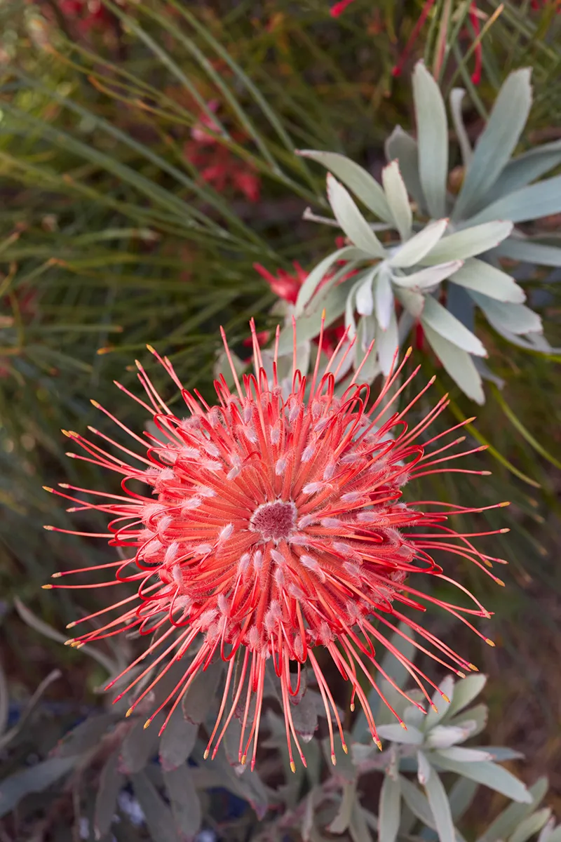 Leucospermum ‘Blanche Ito’, foto 4