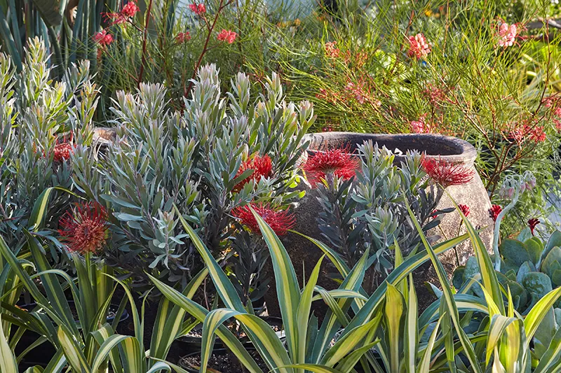 Leucospermum ‘Blanche Ito’, foto 5