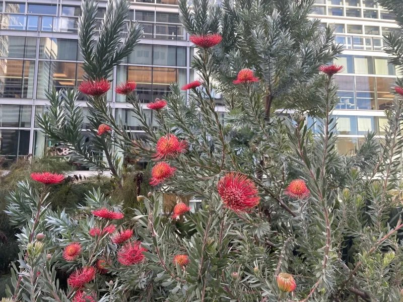 Leucospermum ‘Blanche Ito’, foto 6