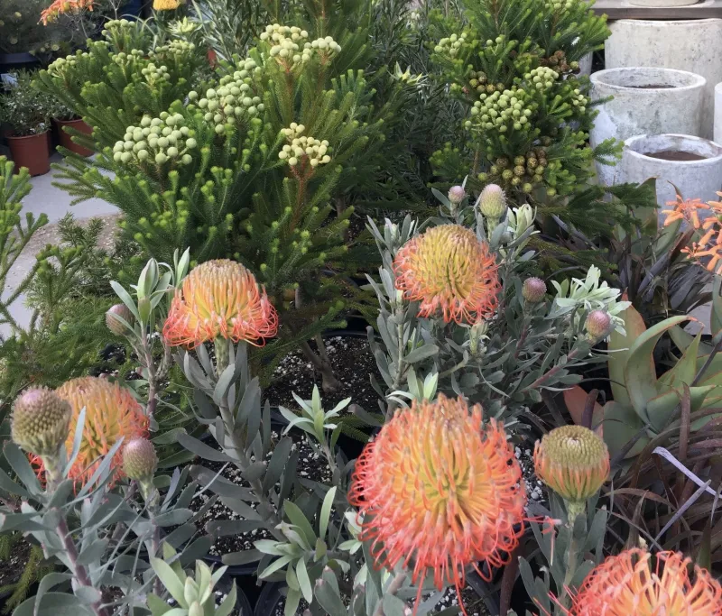 Leucospermum ‘Brandi de la Cruz’