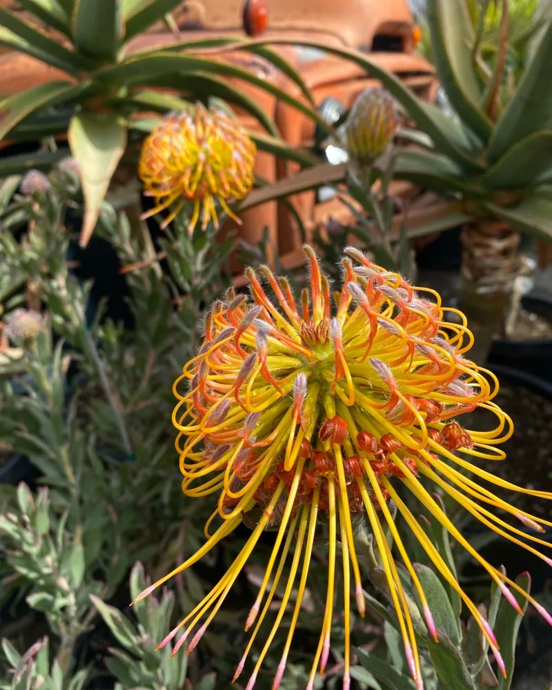 Leucospermum ‘Brandi de la Cruz’, foto 2