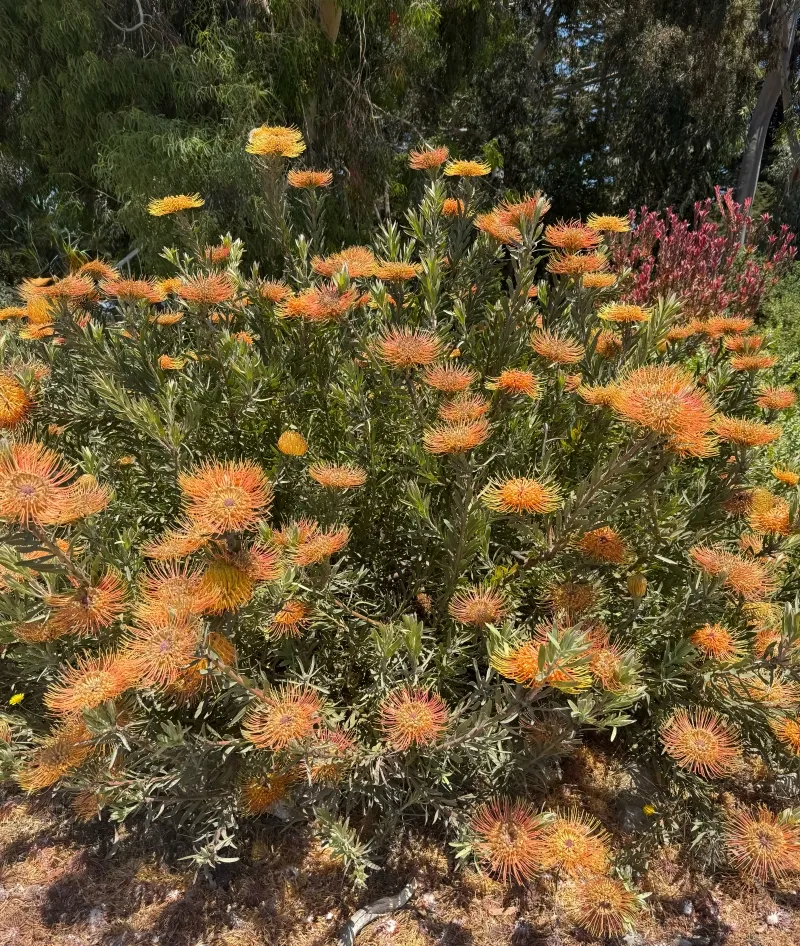 Leucospermum ‘Brandi de la Cruz’, foto 3