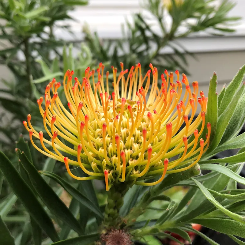 Leucospermum ‘CA Sunshine’