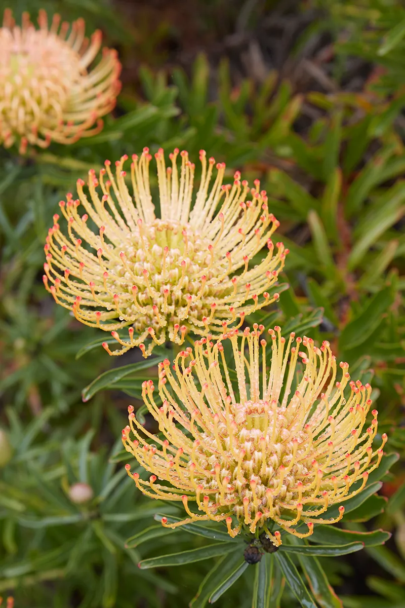 Leucospermum ‘CA Sunshine’, foto 2