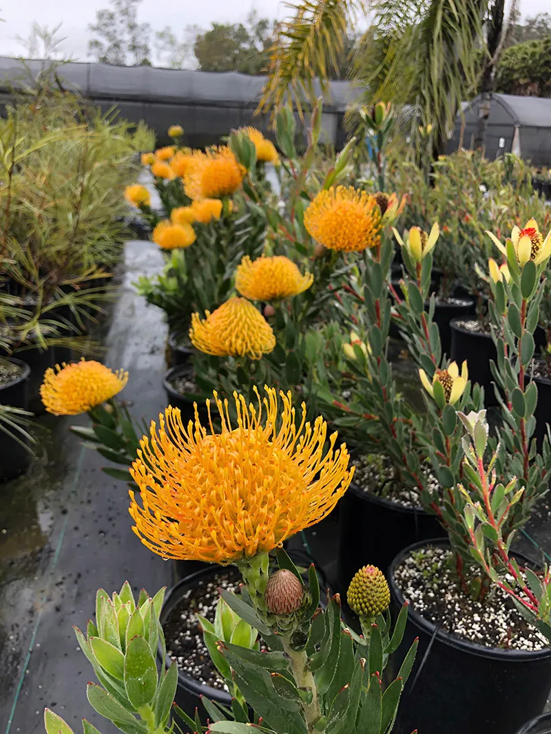 Leucospermum cuneiforme ‘Goldie’