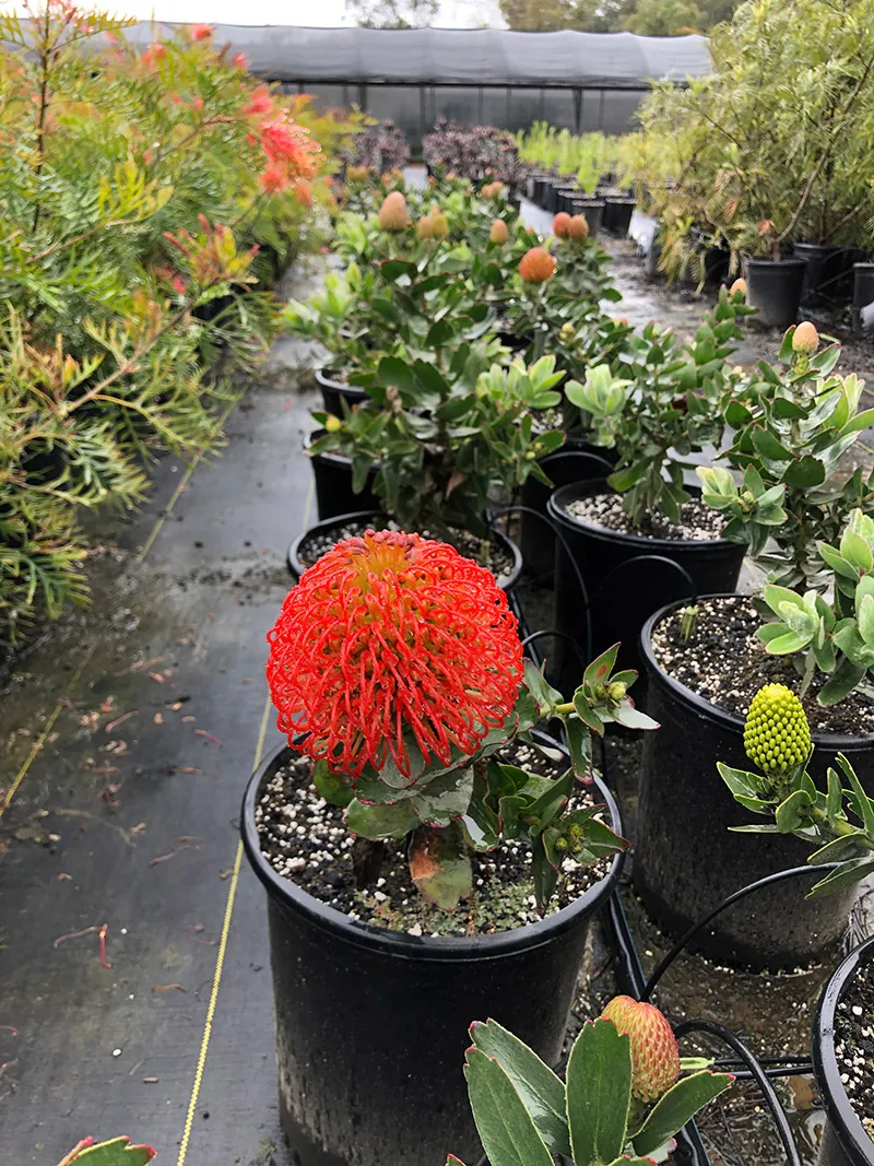 Leucospermum ‘Flame Giant’