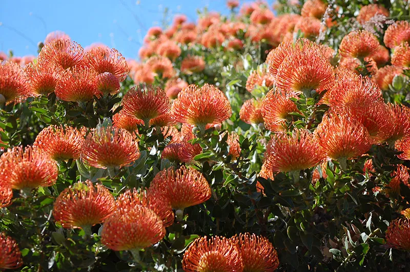 Leucospermum ‘Flame Giant’, foto 2