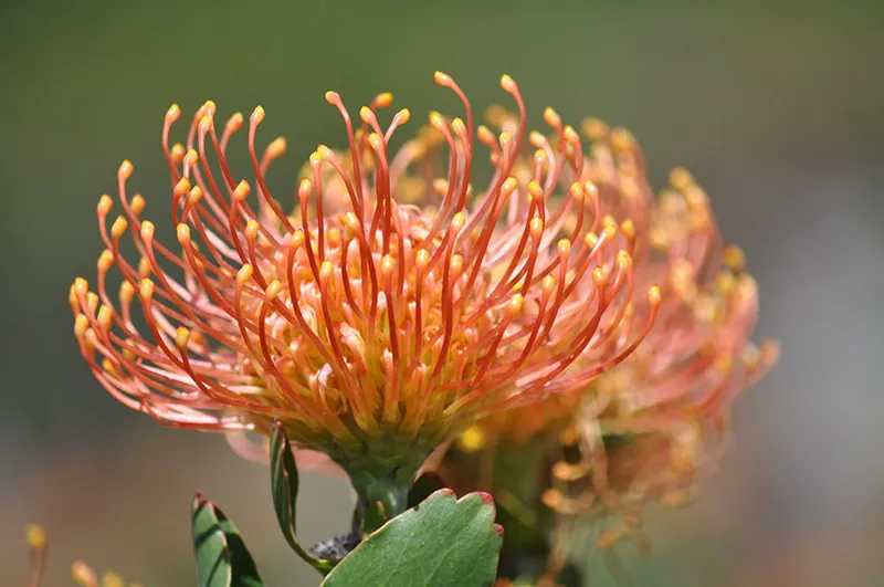 Leucospermum ‘Flame Giant’, foto 3