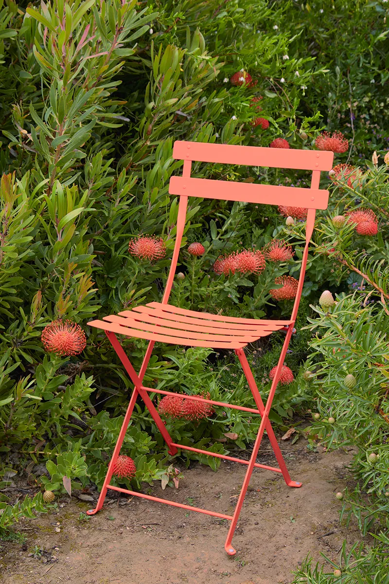 Leucospermum ‘Flame Giant’, foto 4