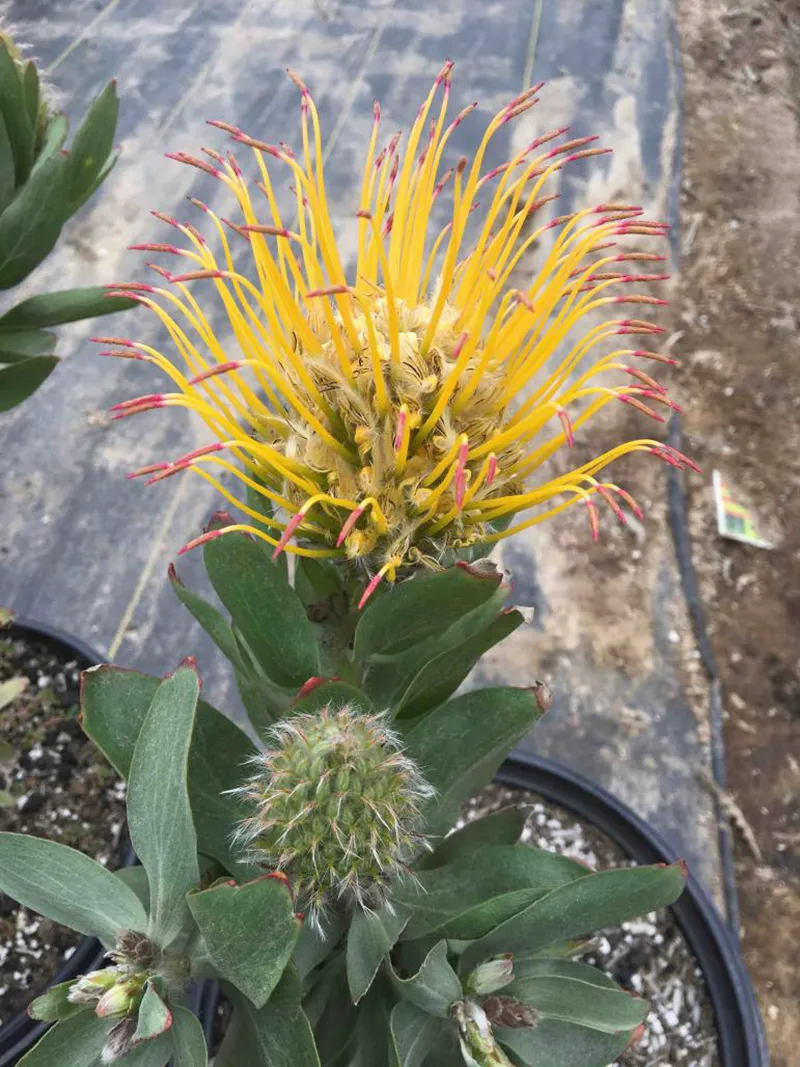 Leucospermum gueinzii