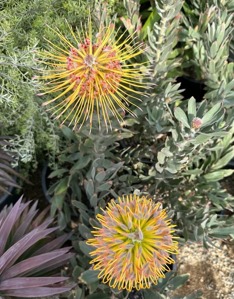 Leucospermum ‘Helena’