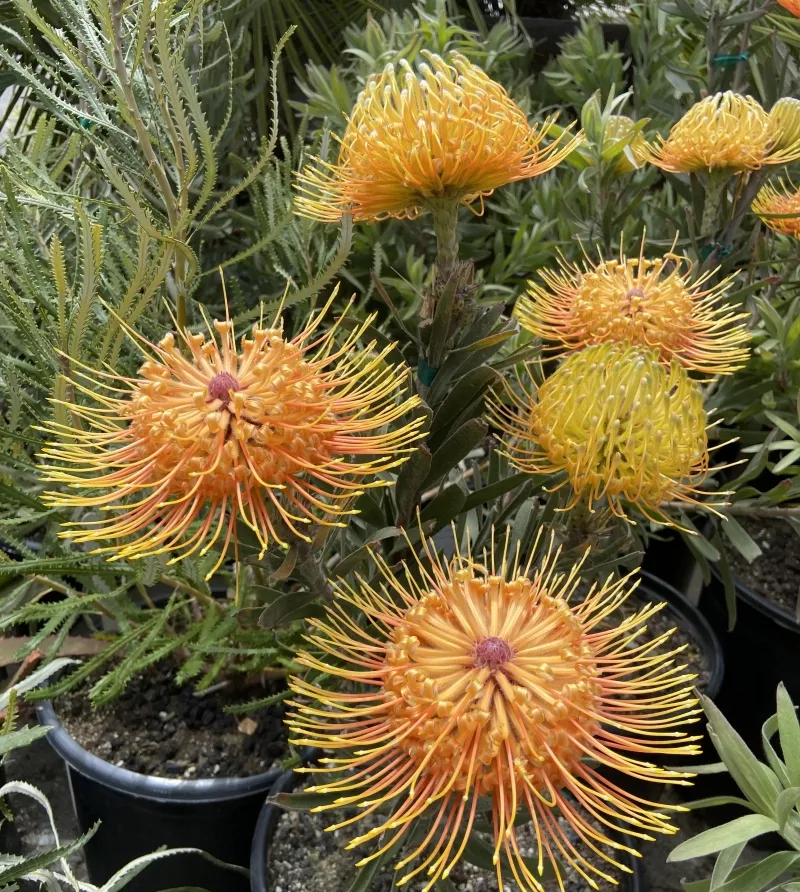 Leucospermum ‘Helena’, foto 2
