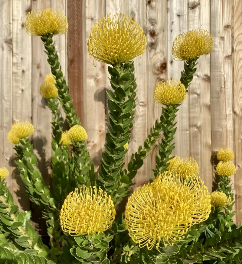 Leucospermum ‘High Gold’, foto 2