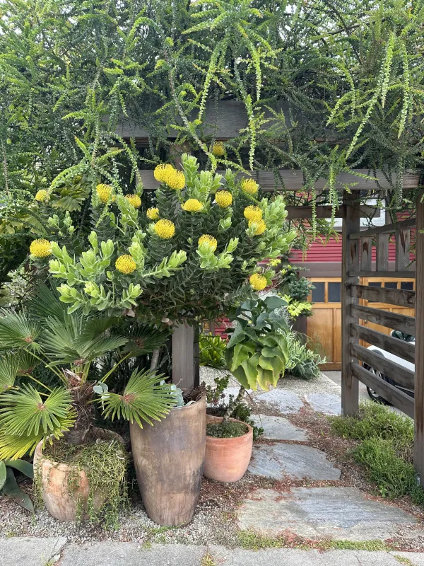 Leucospermum ‘High Gold’, foto 3