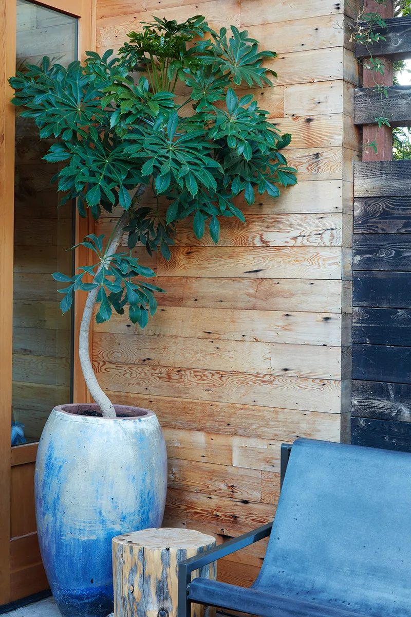 Leucospermum ‘Lauren Hicks’